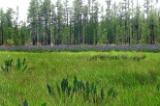 Withlacoochee State Forest Depression Marsh